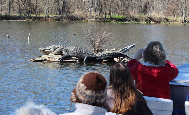 Cajun Country Swamp Tours