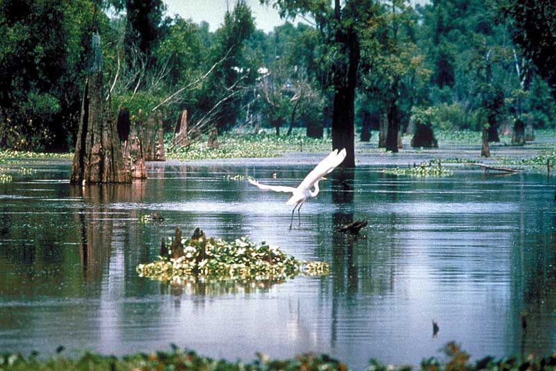 Atchafalaya National Wildlife Refuge
