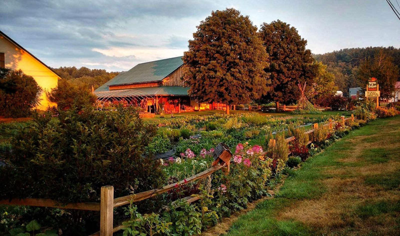 Beans & Greens Farm