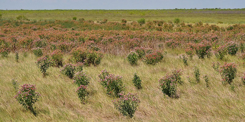 Brazoria National Wildlife Refuge