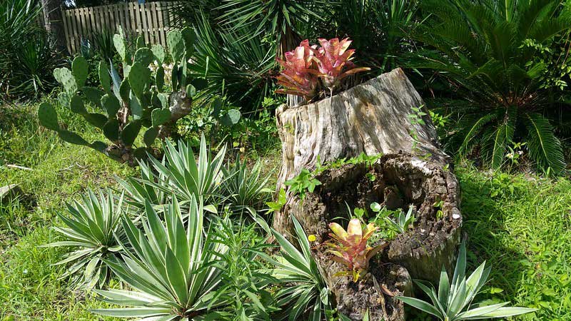 Chapman Botanical Garden