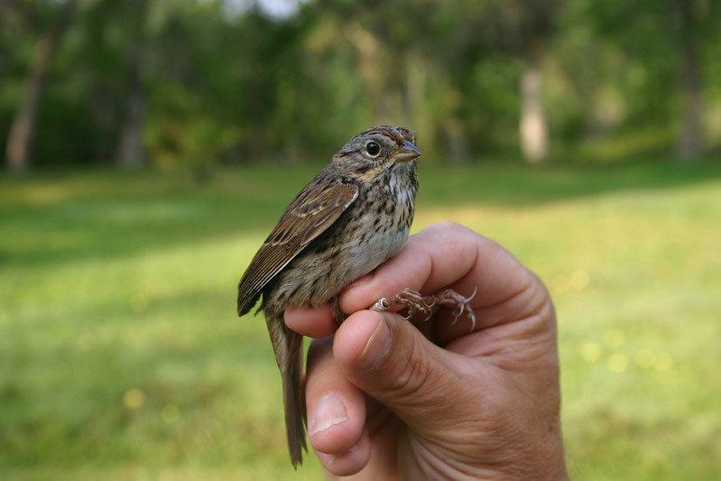 Gulf Coast Bird Observatory
