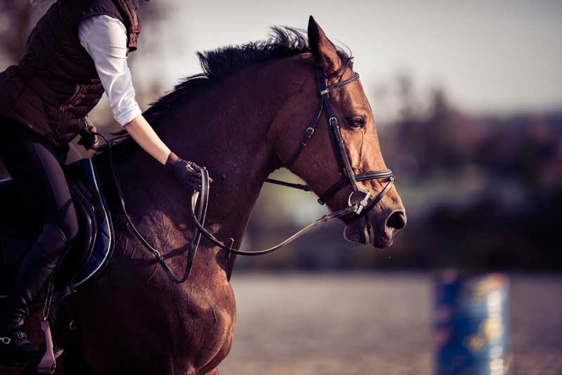 Horseback Riding Tours