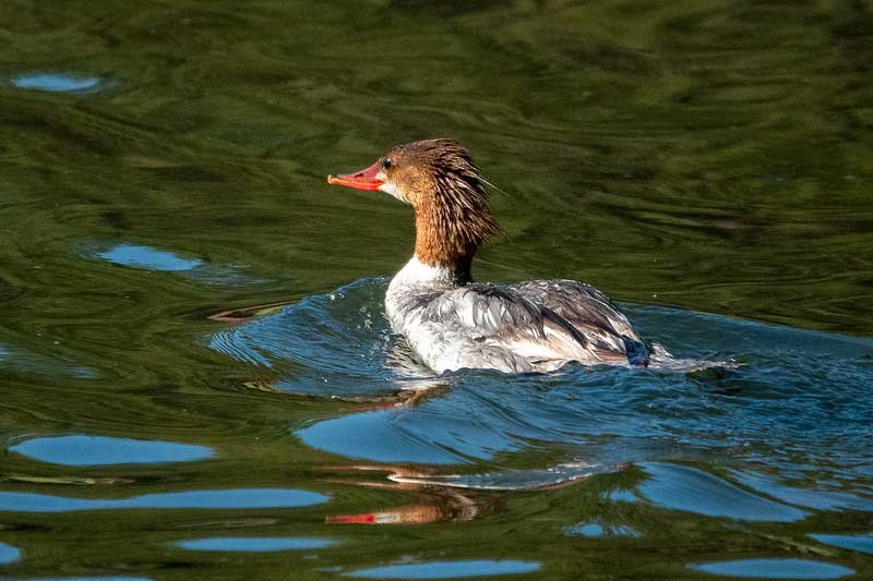 Monte Verde Lake