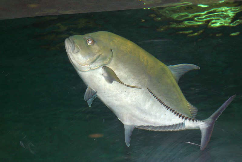 Sea Center Texas