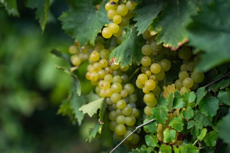 Abingdon Vineyards