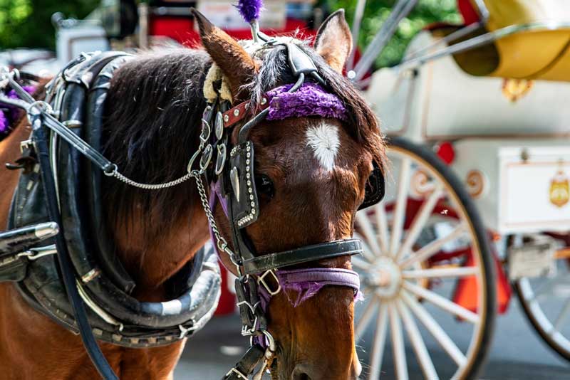 Carriage Ride