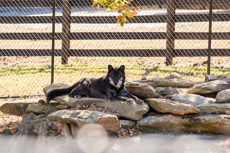 Chestatee Wildlife Preserve