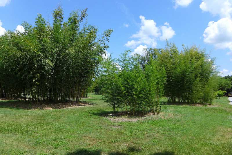Bamboo Farm and Coastal Gardens
