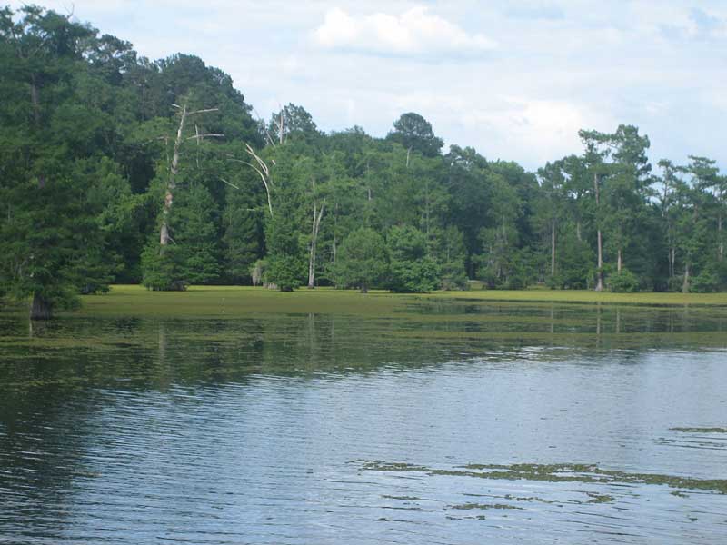 Lake Bistineau State Park