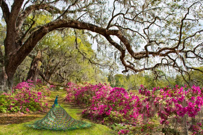Magnolia Plantation and Gardens