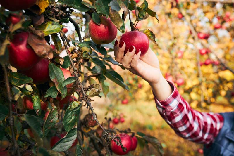 Mercier Orchards