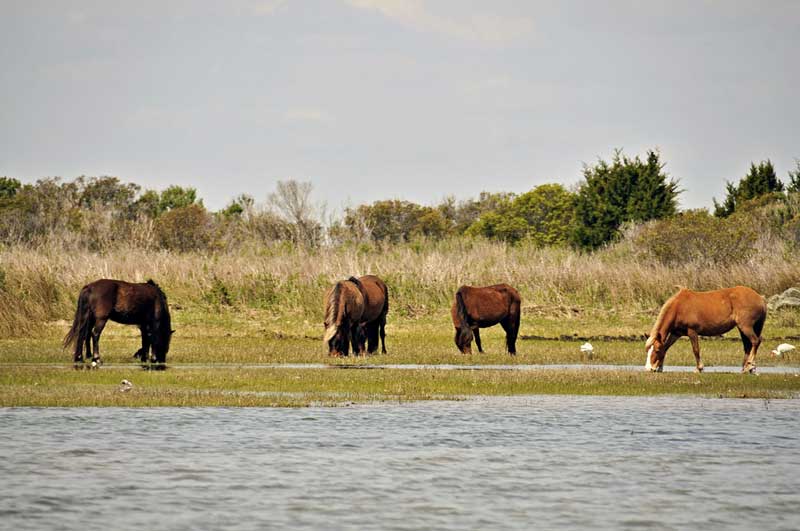 Shackleford Banks