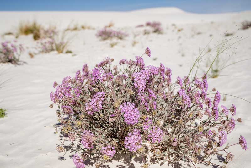 White Sands National Park Wildflower