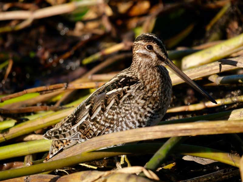 Boggy Creek Airboat Adventures