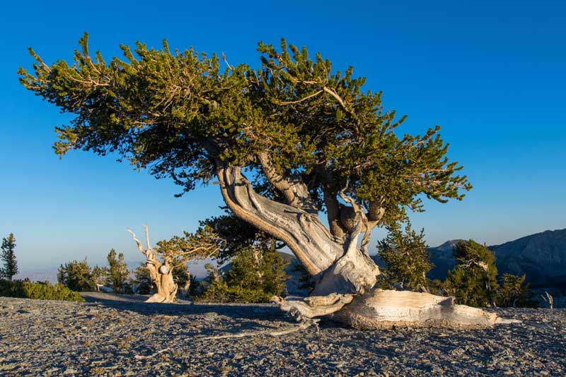 Bristlecone Pines