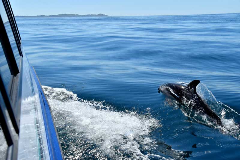 Dolphin and Sunset Boat Tour