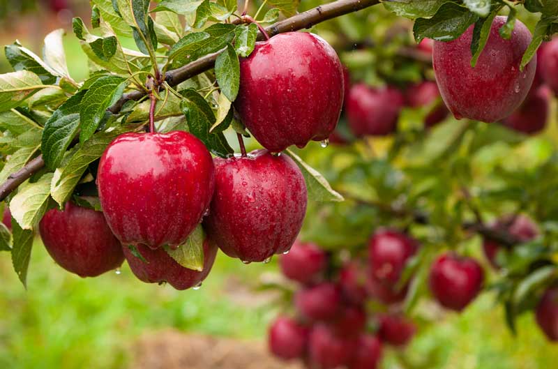 Hillside Orchard Farms