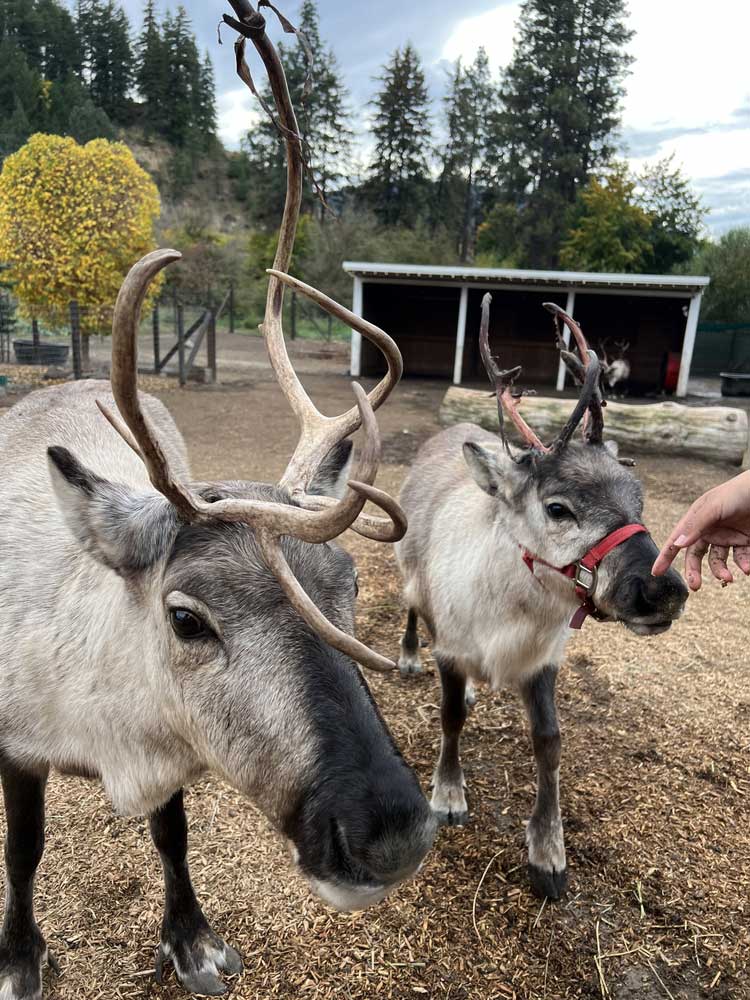 Leavenworth Reindeer Farm