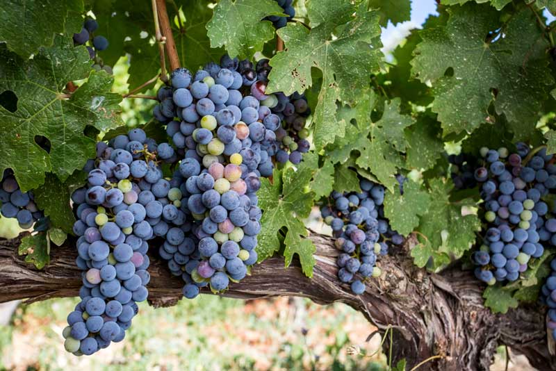 Olalla Vineyard & Winery