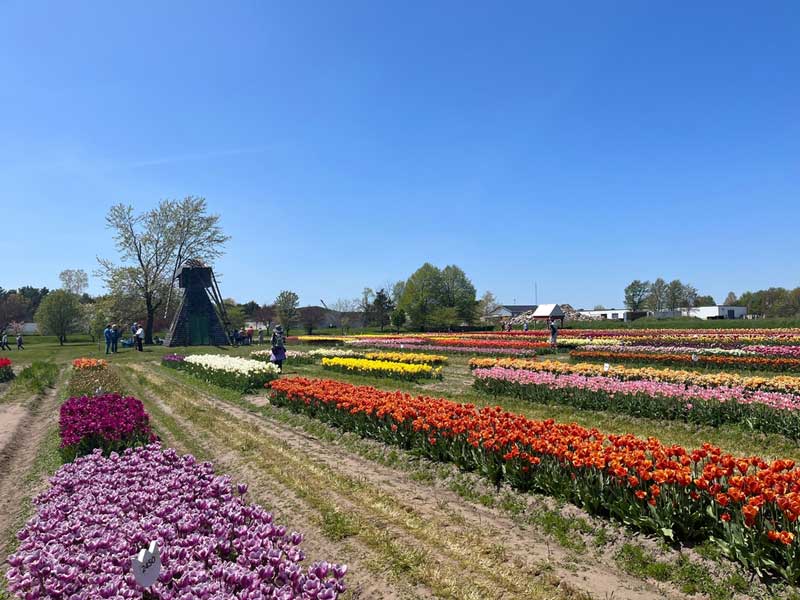 Veldheer Tulip Garden