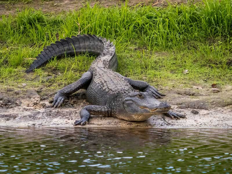 Wild Florida Airboats & Gator Park