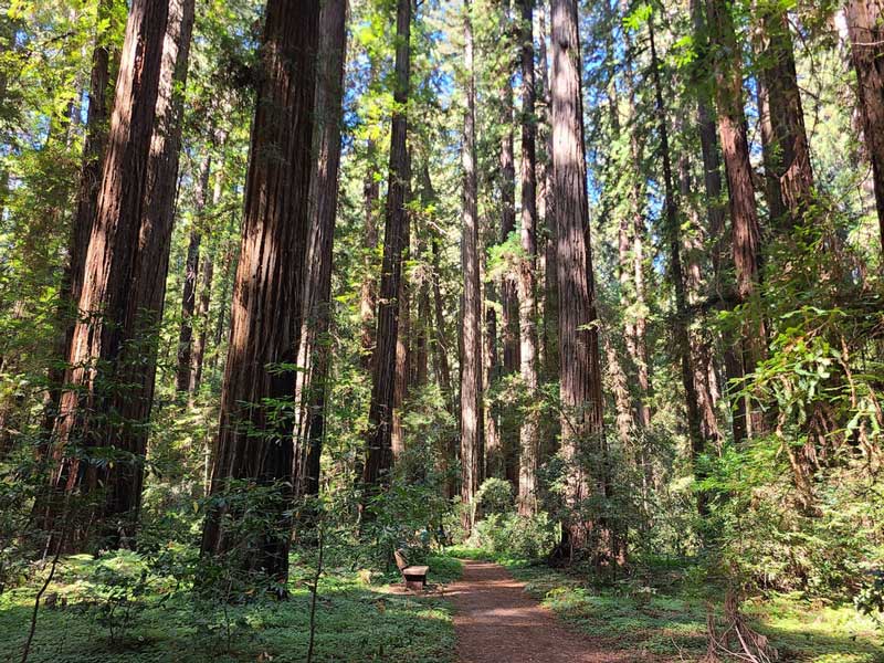 Hendy Woods State Park