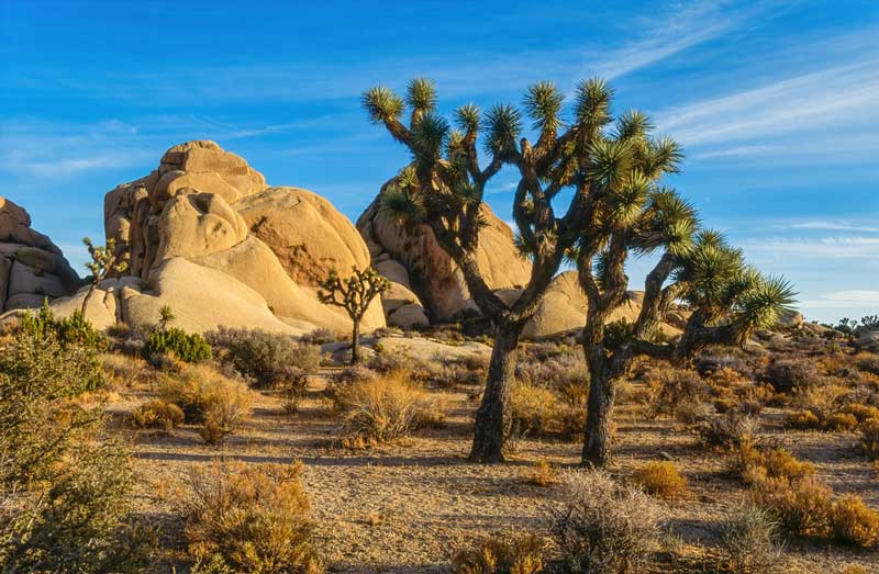 Joshua Tree National Park