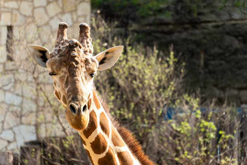 San Antonio Zoo