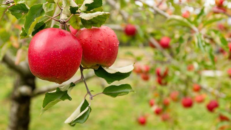 The Philo Apple Farm