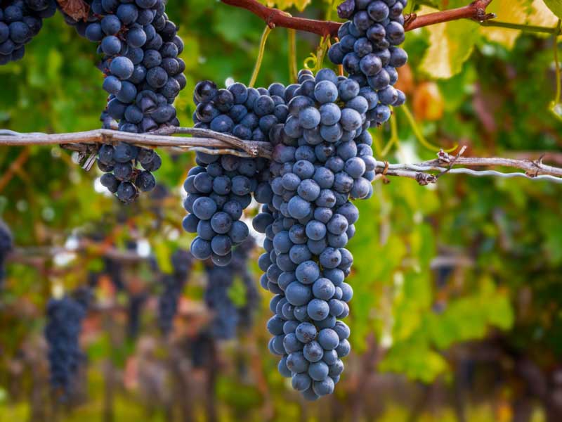 Toulouse Vineyards